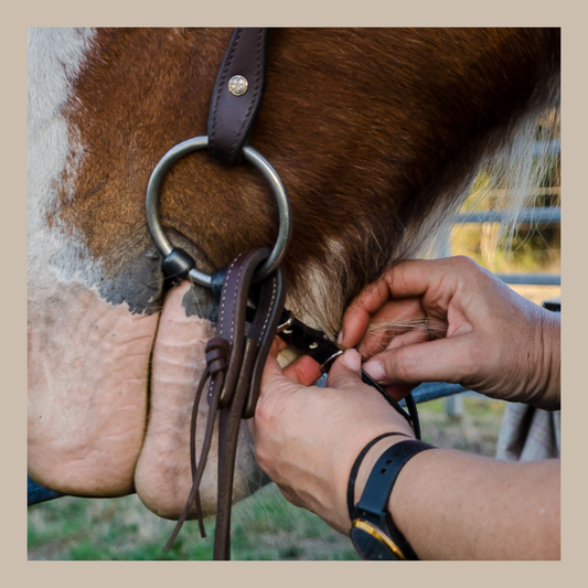 Horse Curb Straps