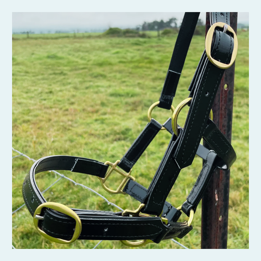Halters - bundle
