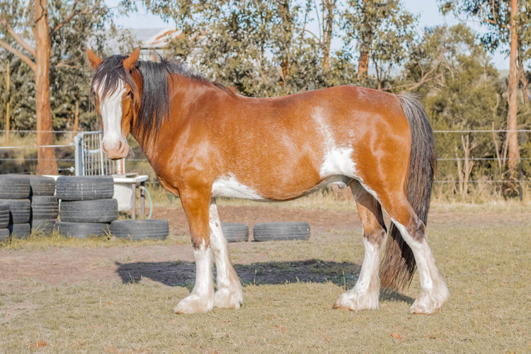 All Horse Items