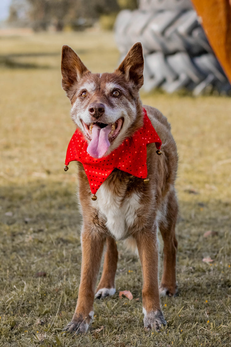 All Dog Items