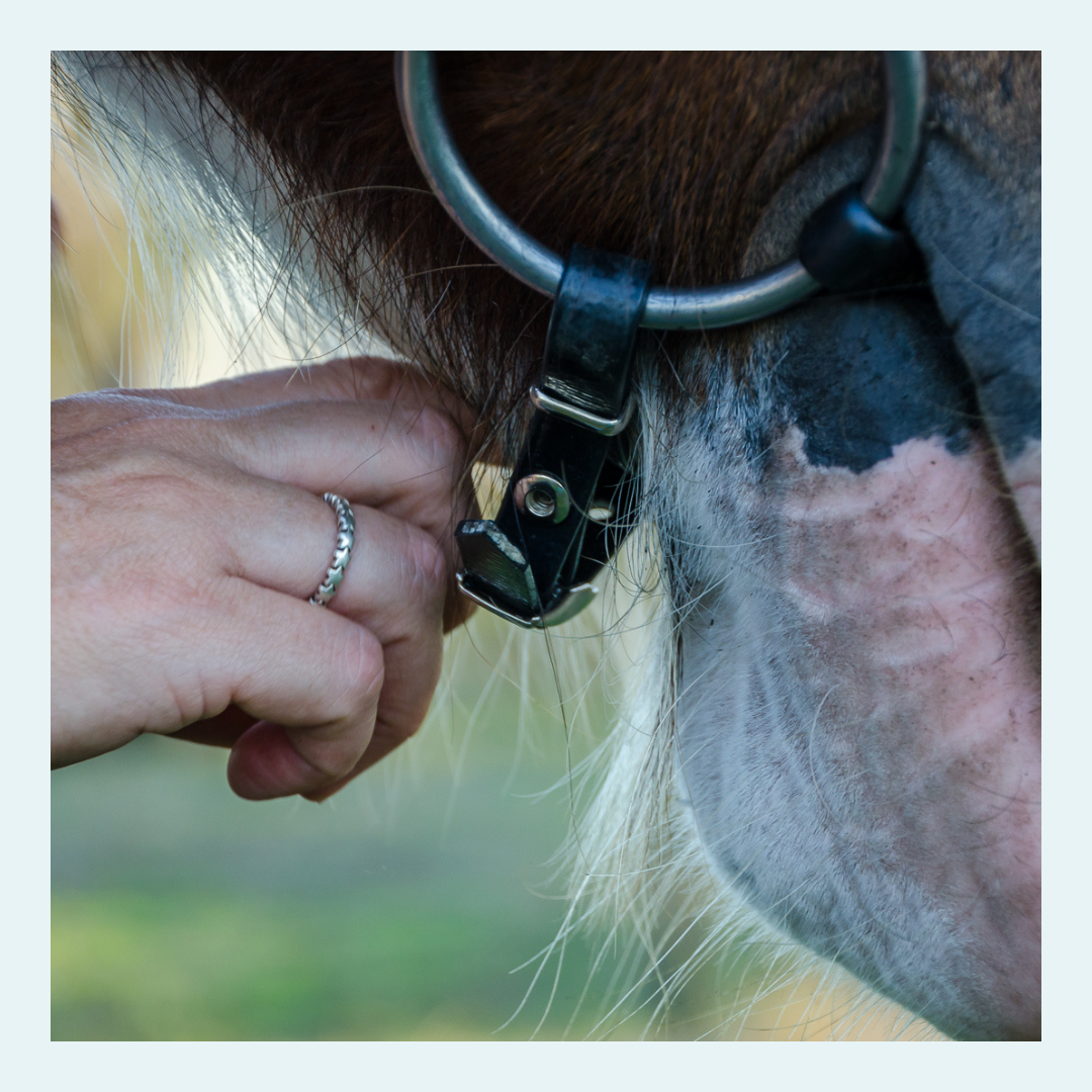 Horse Curb Straps