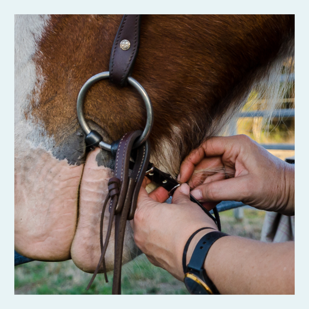 Horse Curb Straps