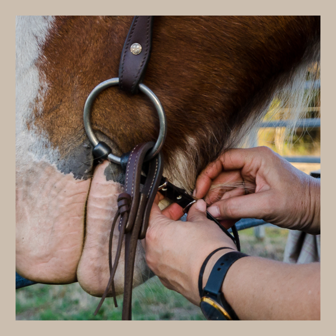 Horse Curb Straps