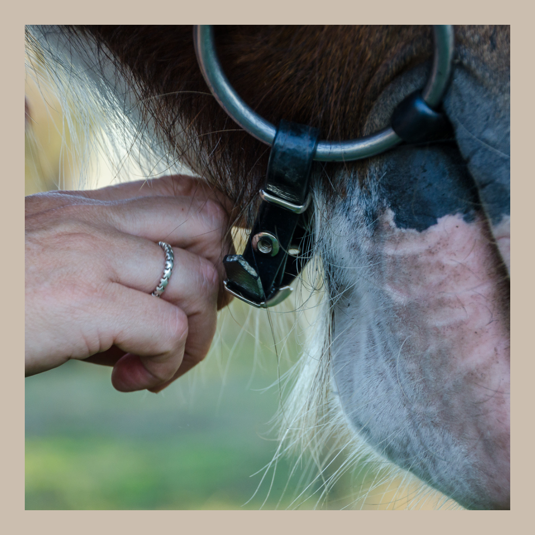 Horse Curb Straps
