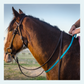 Horse Neck Straps