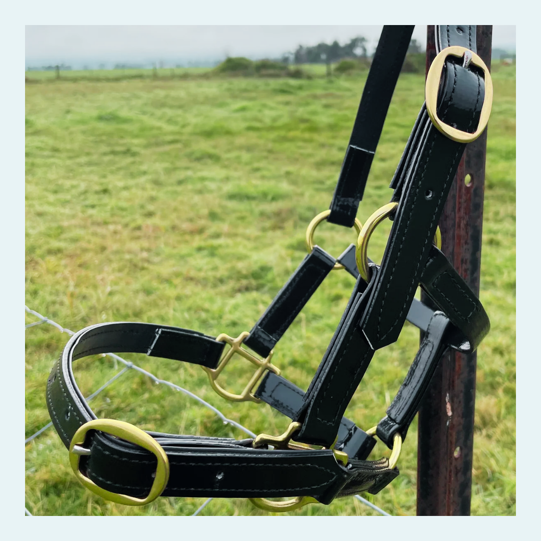 Halters - bundle