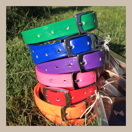 Dog Collars