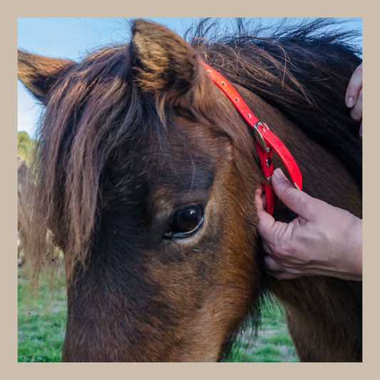 Horse ID Collars