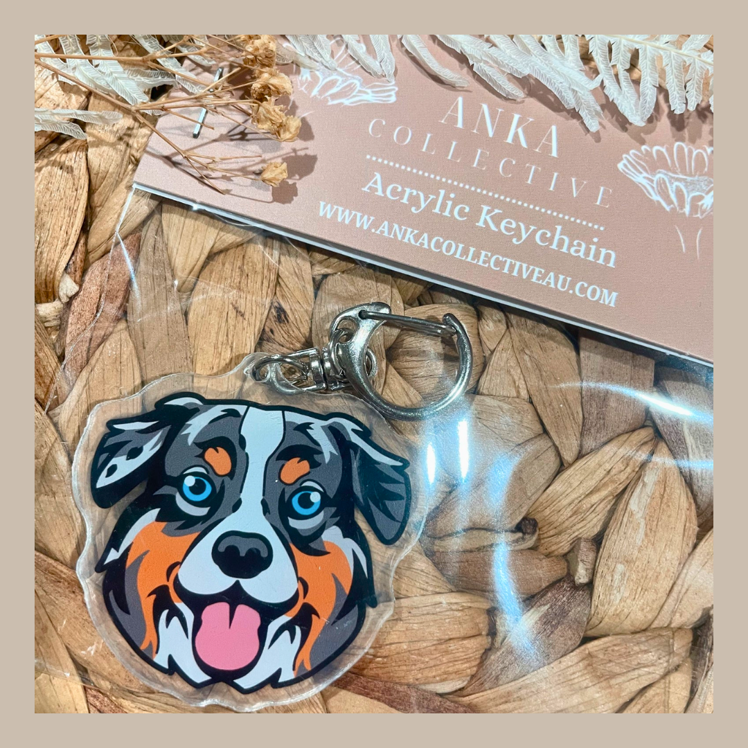 Aussie Shepherd Tri Colour