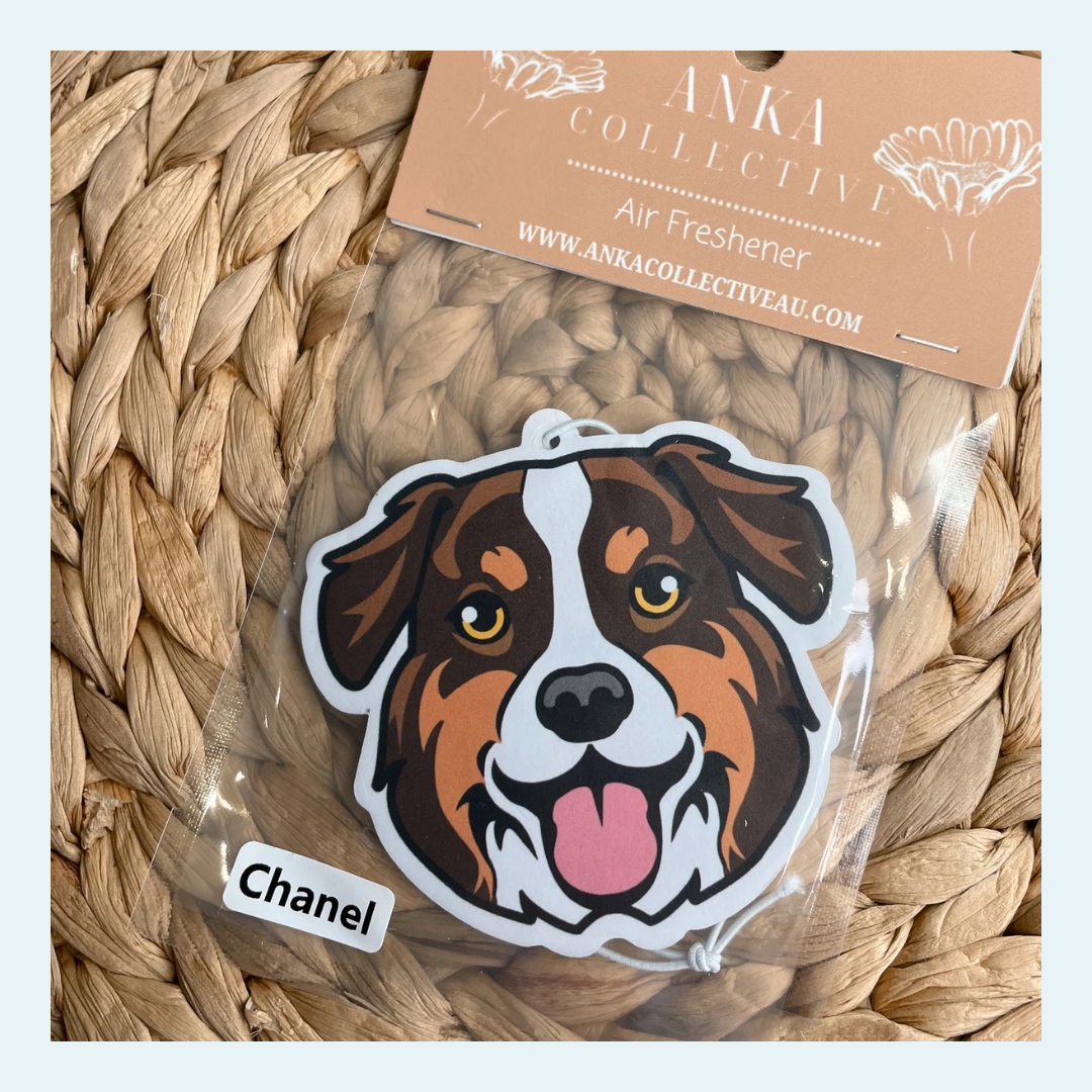 Australian Shephard Brown