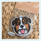 Australian Shephard Brown