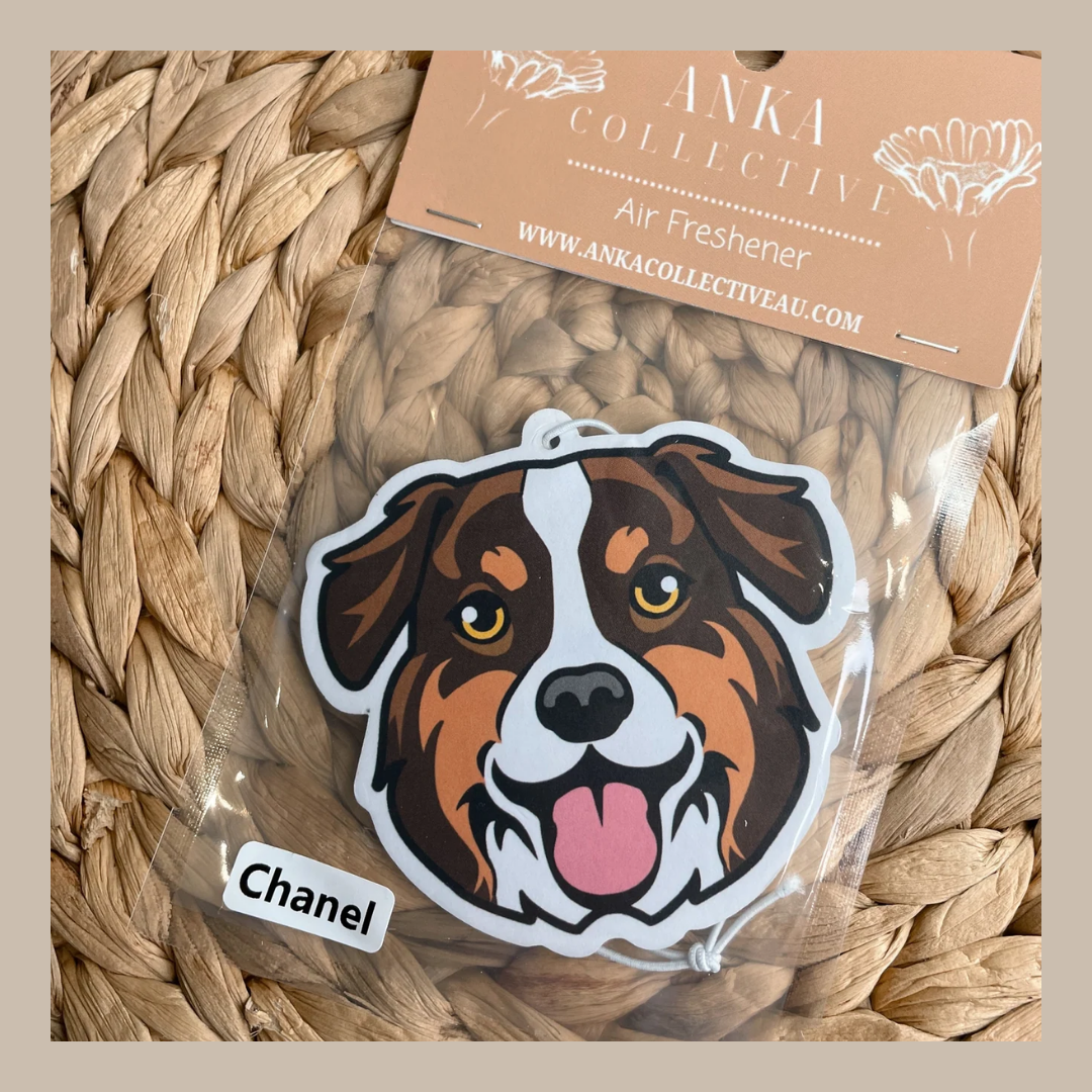 Australian Shephard Brown