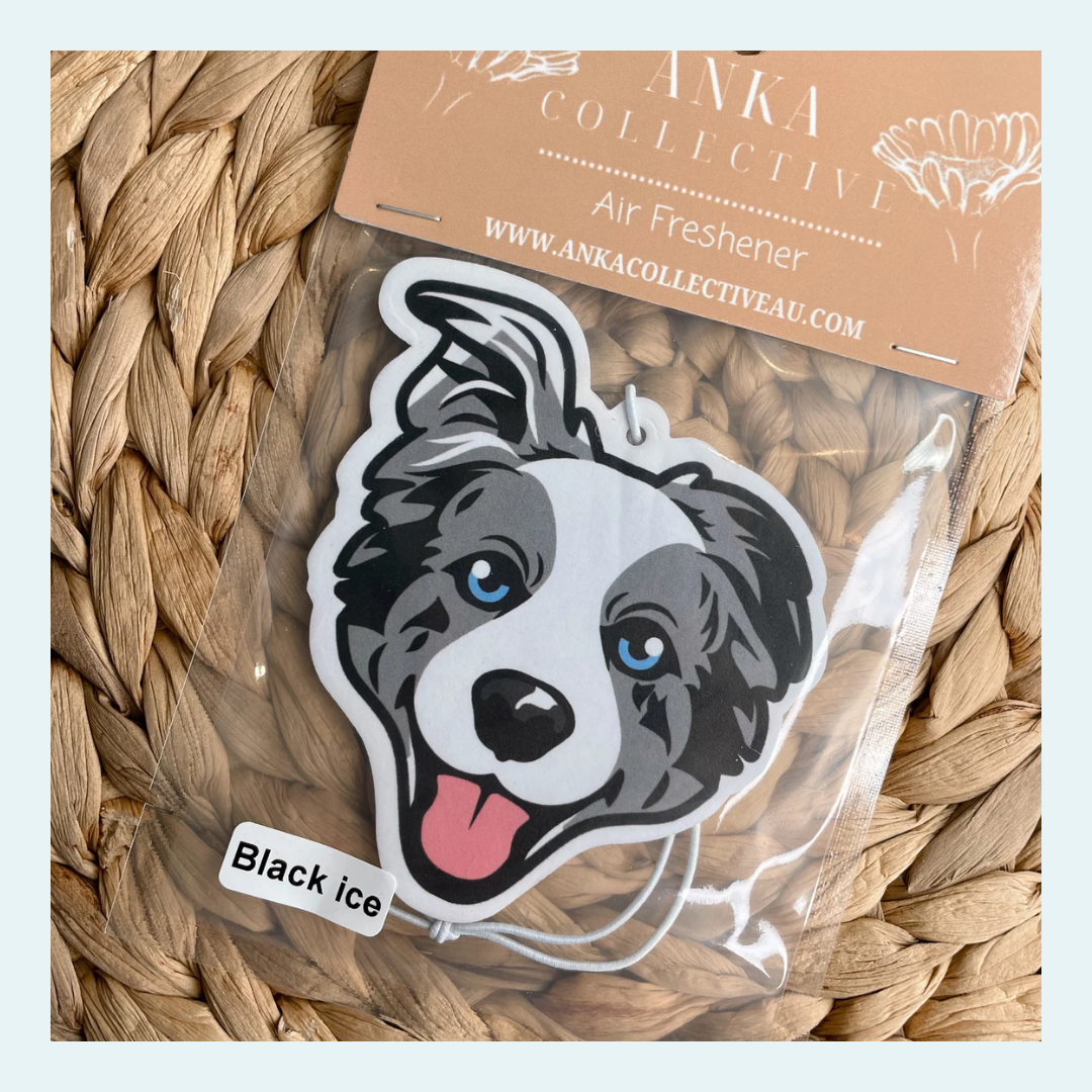 Australian Shephard Mix