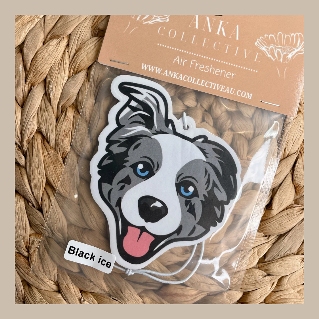 Australian Shephard Mix