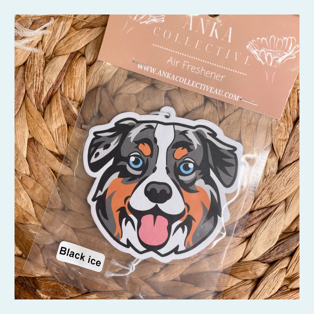 Australian Shephard