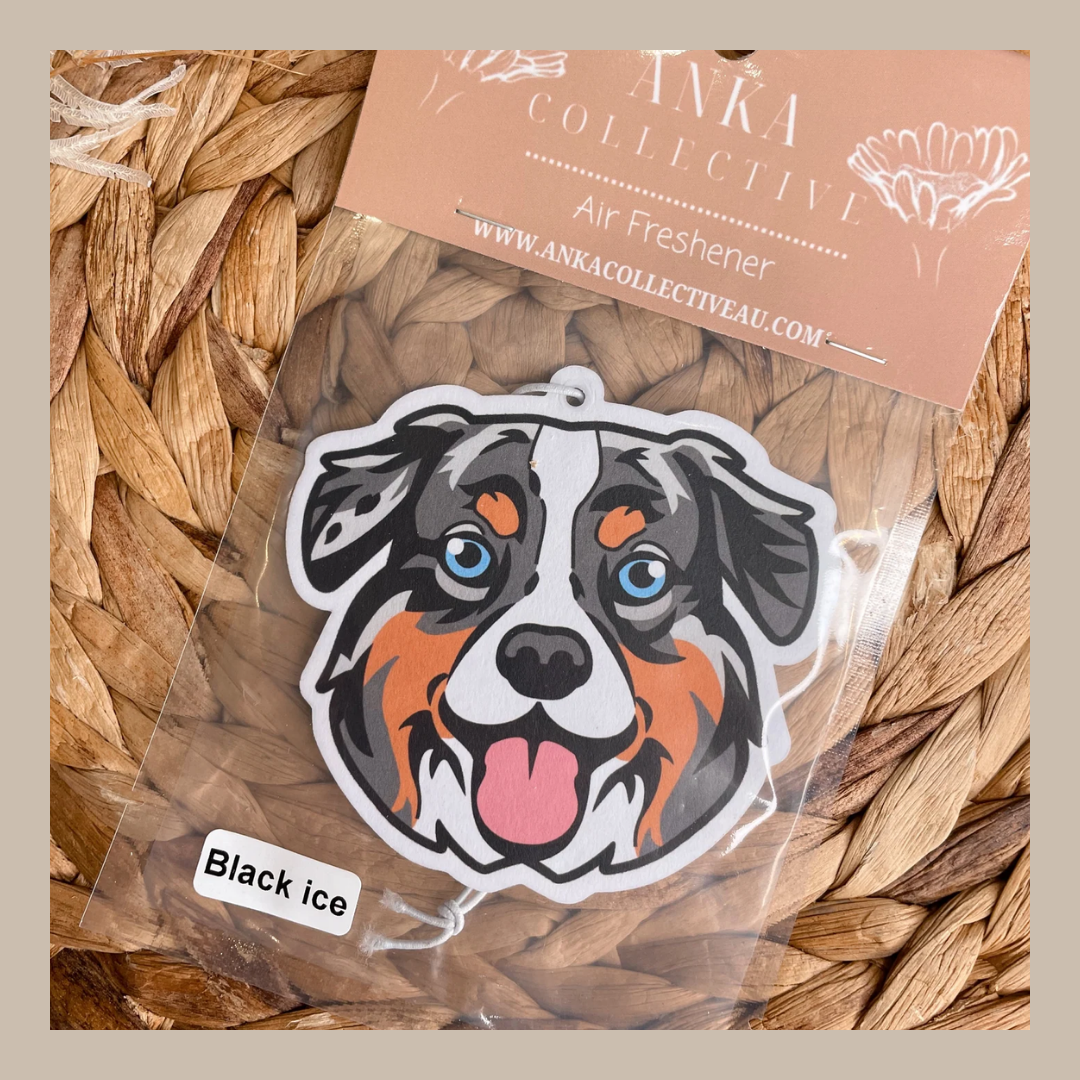 Australian Shephard
