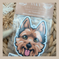 Australian Terrier