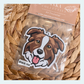 Border Collie Brown