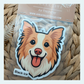 Border Collie Wheaten