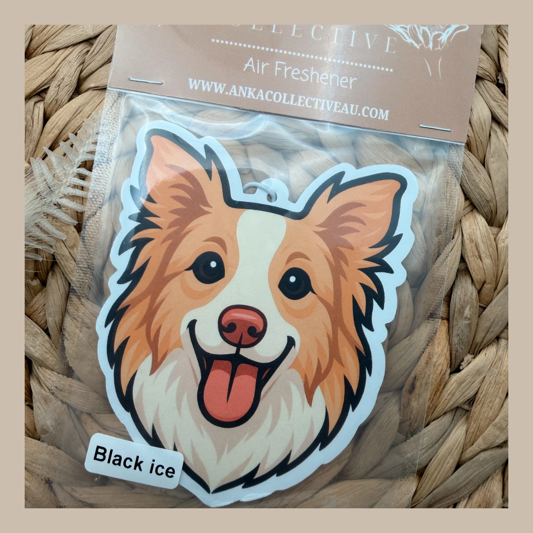 Border Collie Wheaten