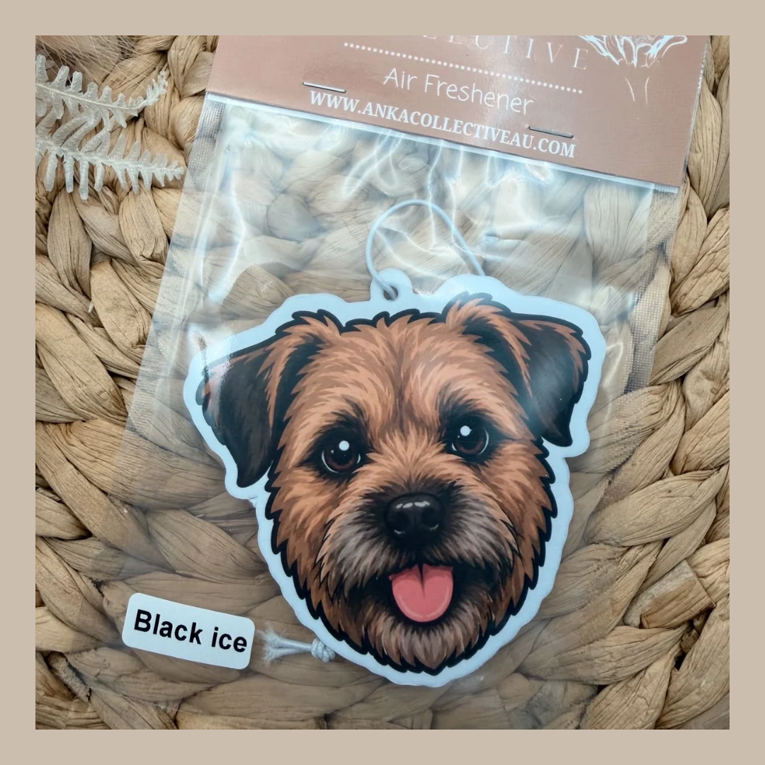 Border Terrier