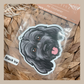 Cavoodle Grey