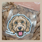 Cavoodle