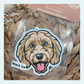 Cavoodle