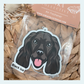 Cocker Spaniel Black