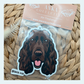 Cocker Spaniel Chocolate