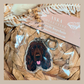 Cocker Spaniel Chocolate
