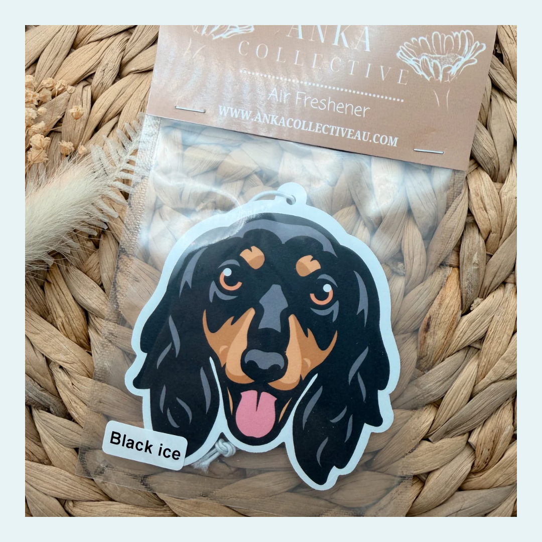 Dachshund Long Hair Black