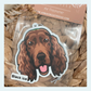 Irish Setter