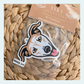 Italian Greyhound Light Fawn