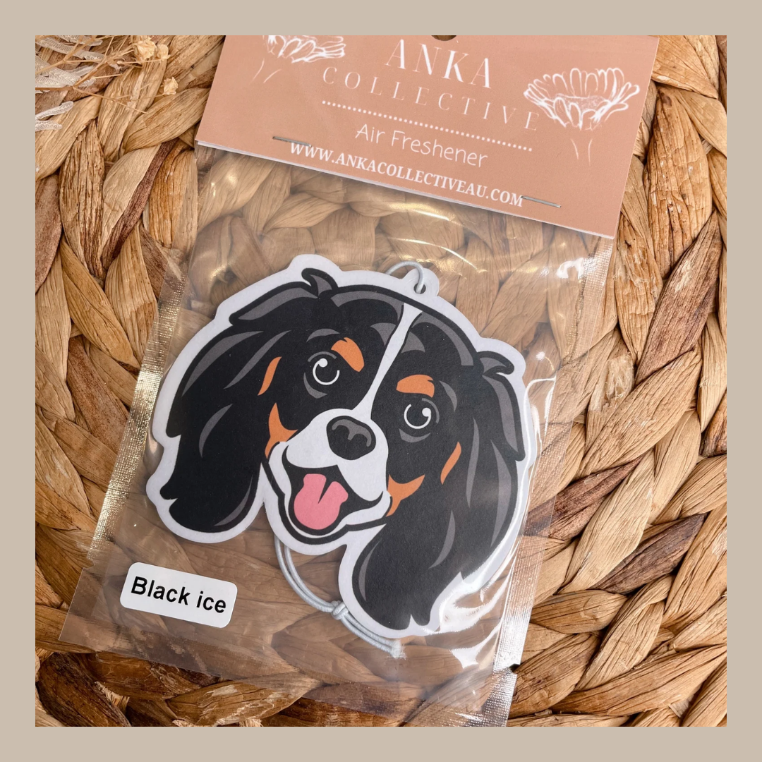 King Charles Spaniel