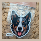 Koolie Blue Merl