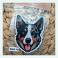 Koolie Blue Merl