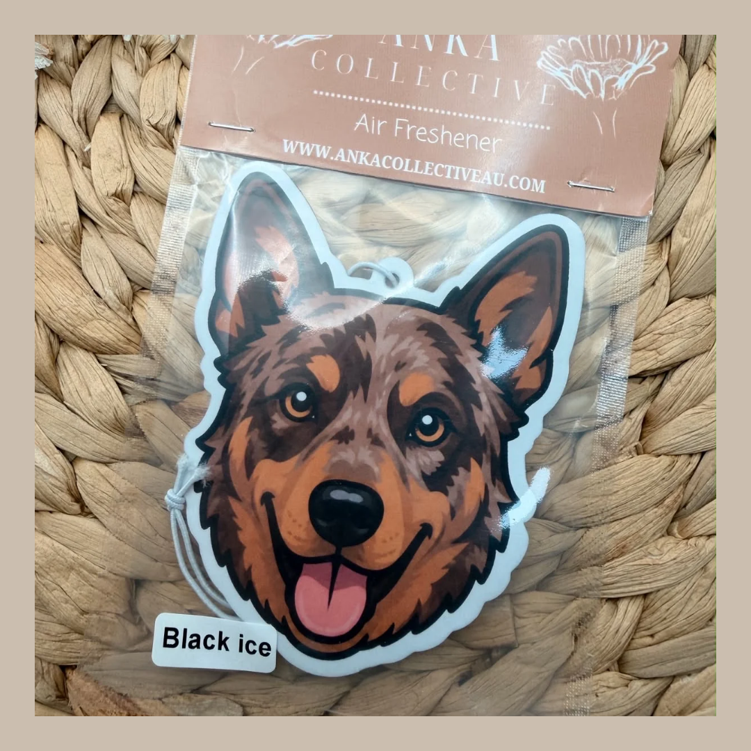 Koolie Red Merl
