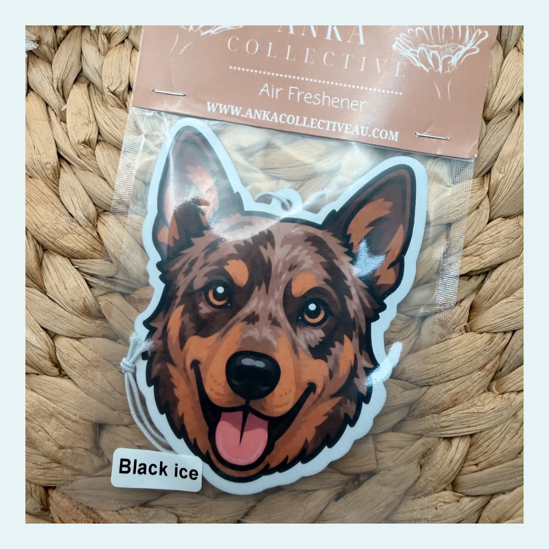 Koolie Red Merl