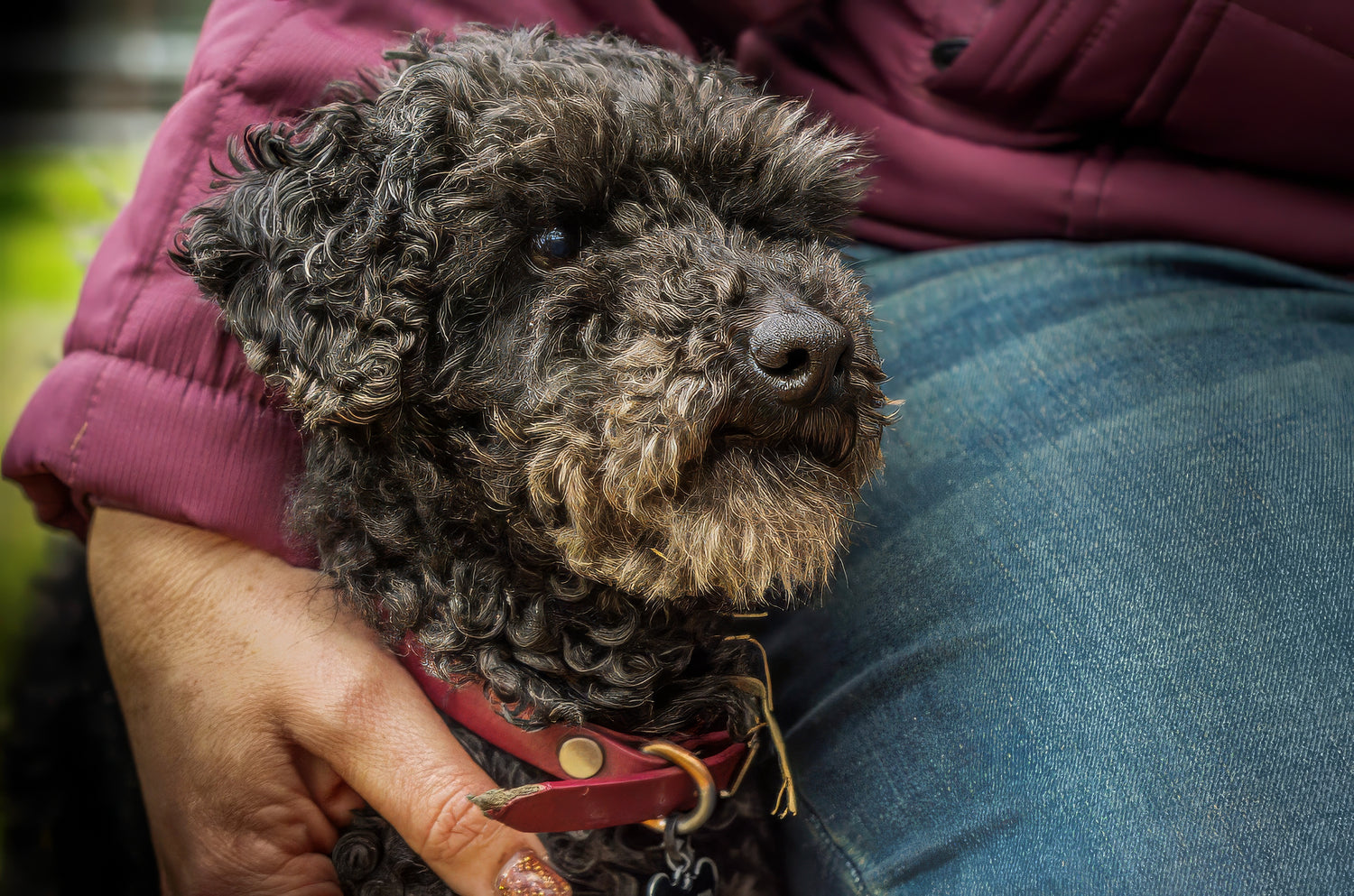 Australian made PVC dog and horse gear 