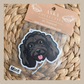 Mini Poodle Black