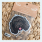 Mini Poodle Black