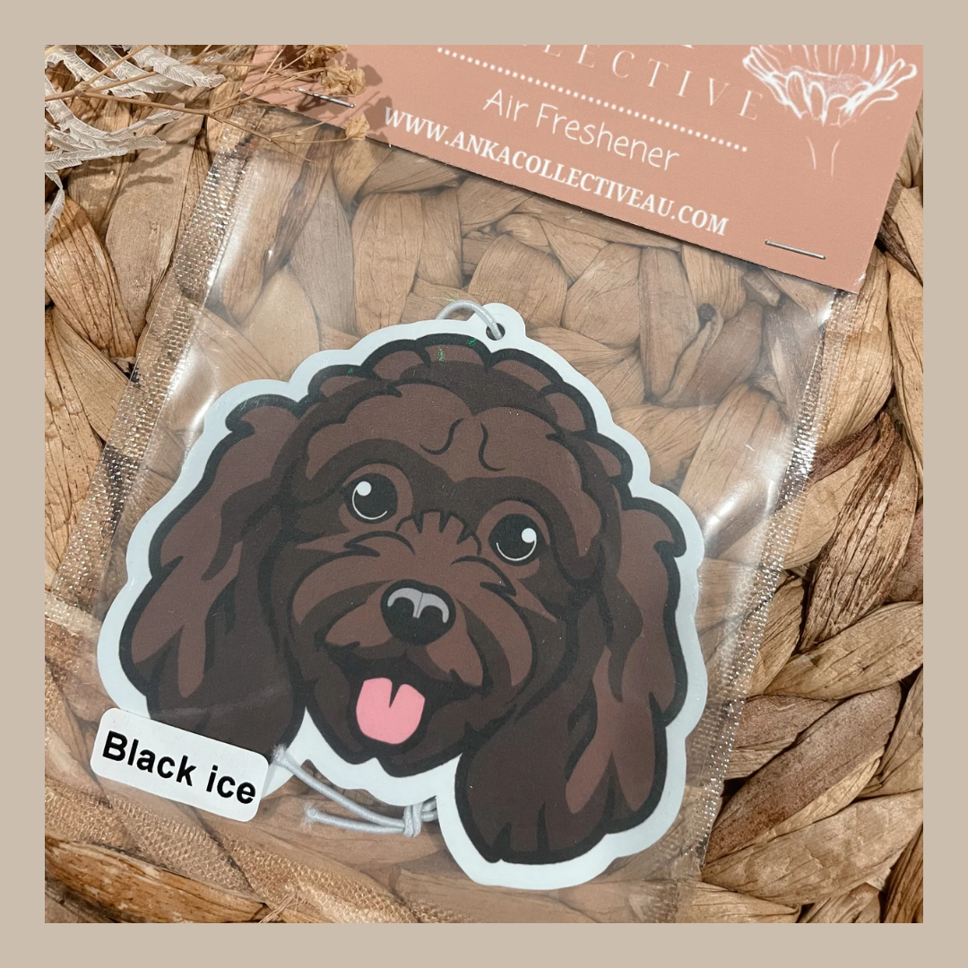Mini Poodle Chocolate