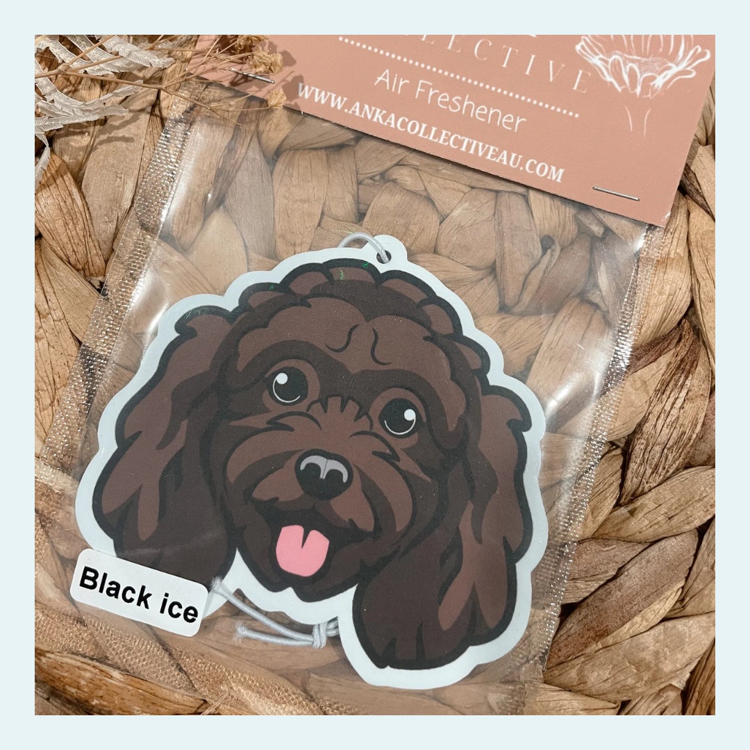 Mini Poodle Chocolate