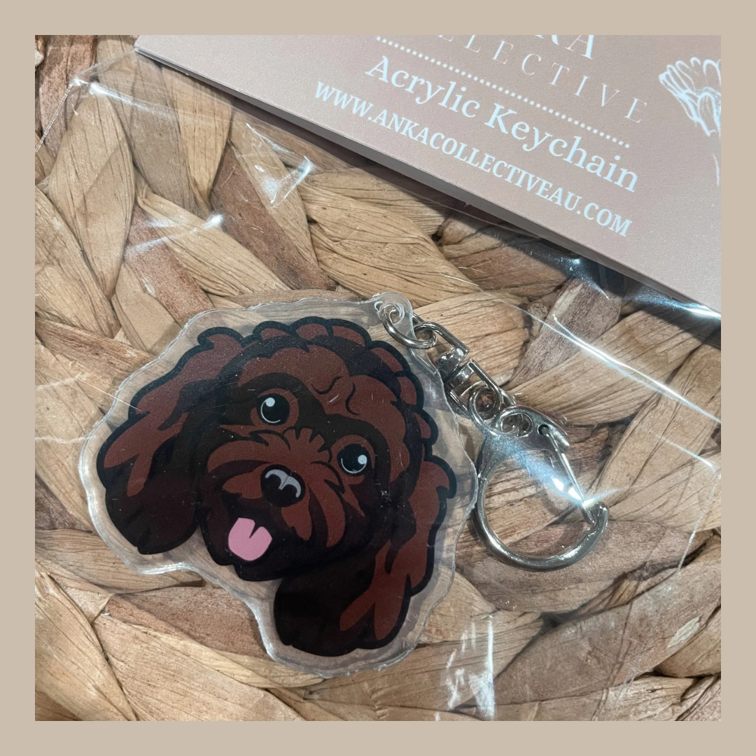 Mini Poodle Chocolate