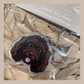 Mini Poodle Chocolate