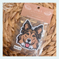 Shetland Sheepdog